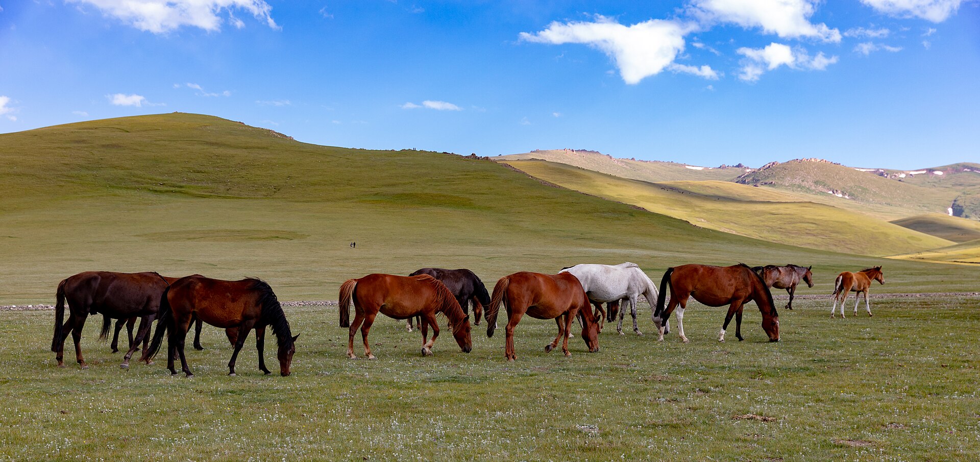 A herd grazing the high jailoo above Song-Köl